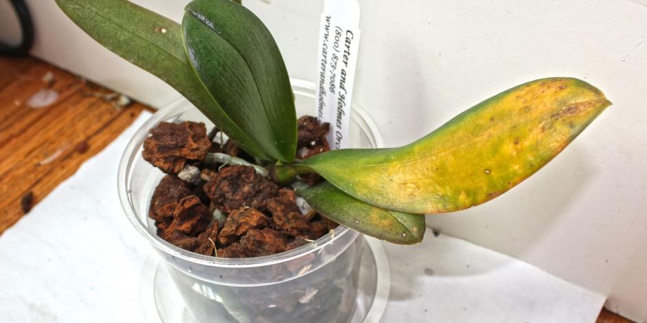 Bouteille D'arrosage 250 Ml Avec Bec Long - Pour Plantes Délicates (orchidées, Succulentes) - Arrosage Précis Et Facile